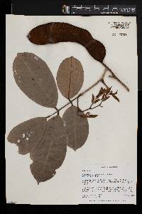 Anthonotha macrophylla image