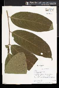 Millettia macrophylla image