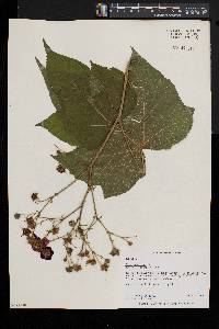 Rubus odoratus image