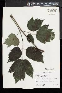 Actaea racemosa image