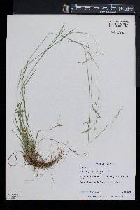 Poa saltuensis image