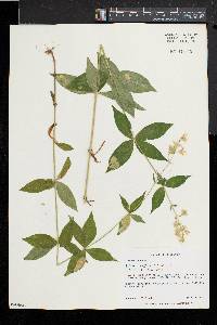 Silene stellata image