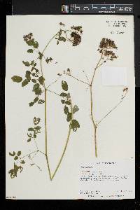 Thalictrum pubescens image