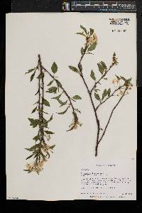 Prunus pensylvanica image