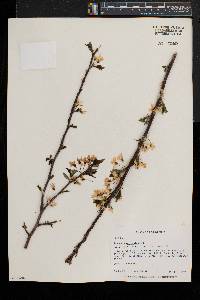 Prunus pensylvanica image