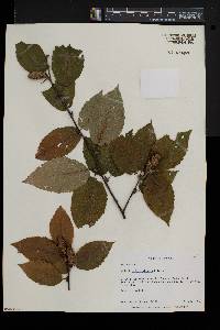 Betula alleghaniensis image