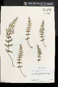 Woodsia ilvensis image