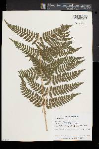 Dryopteris × triploidea image