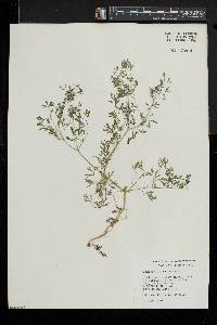 Fumaria officinalis image