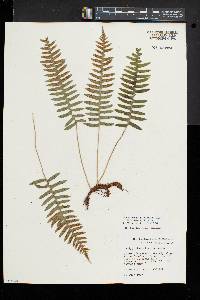 Polypodium appalachianum image