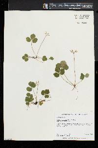 Coptis trifolia image