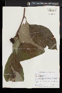 Magnolia acuminata image
