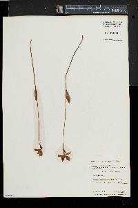 Pogonia ophioglossoides image