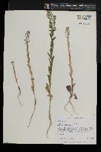 Lepidium campestre image