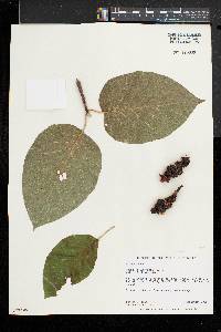 Magnolia acuminata image