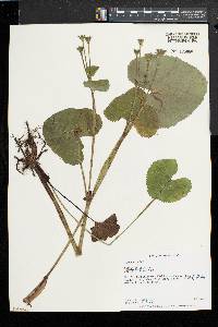 Caltha palustris image