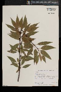 Prunus pensylvanica image