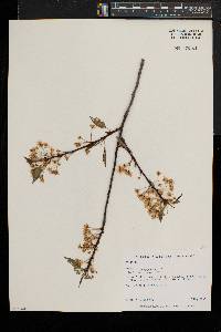 Prunus pensylvanica image