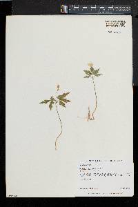 Anemone quinquefolia image