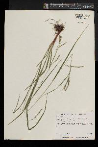 Carex debilis var. rudgei image