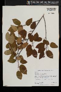 Amelanchier laevis image