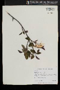 Amelanchier laevis image