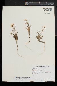 Claytonia caroliniana image