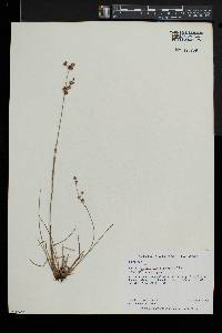 Juncus brevicaudatus image