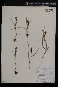 Wurmbea angustifolia image