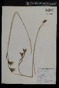 Gladiolus longicollis image