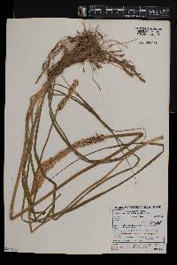 Bulbinella cauda-felis image