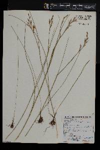Gladiolus permeabilis subsp. edulis image