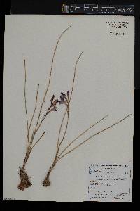 Gladiolus wilsonii image