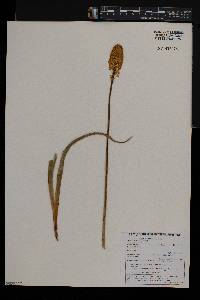 Bulbinella latifolia image