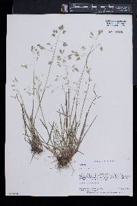 Poa cuspidata image