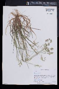 Poa cuspidata image