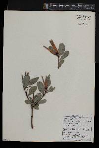 Agelanthus natalitius image