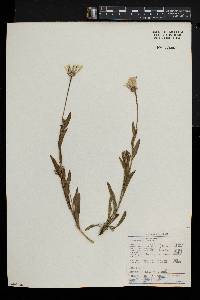 Osteospermum caulescens image