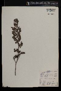 Indigofera oxytropis image