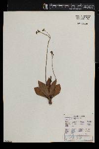 Senecio latifolius image
