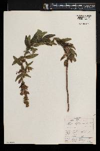 Dissotis canescens image