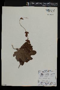 Dioscorea diversifolia image