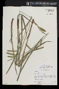 Carex gynandra image