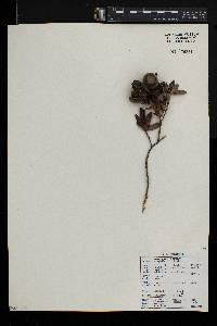 Diospyros dichrophylla image