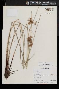 Juncus pylaei image