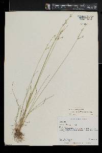 Juncus anthelatus image