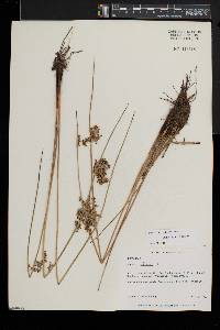 Juncus pylaei image