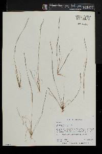Aristida dichotoma image