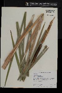 Typha angustifolia image