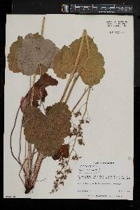 Heuchera americana image